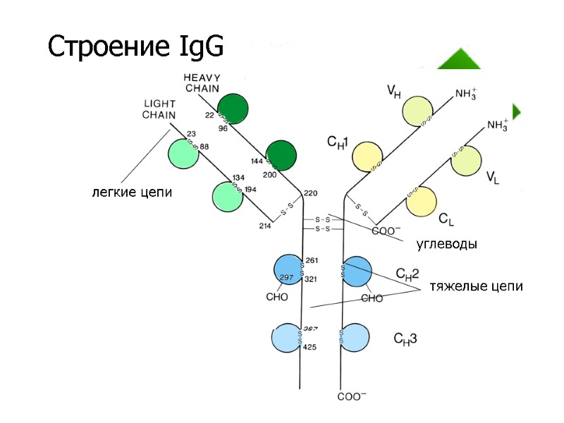 Строение IgG легкие цепи тяжелые цепи  углеводы